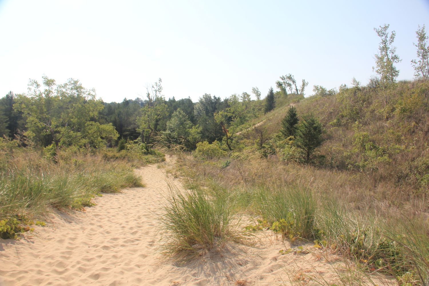 Diana of the Dunes Succession Trail 